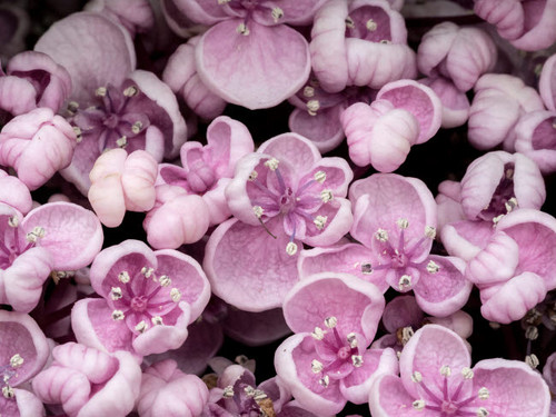 Close-up of a Hydrangea macrophylla 'Ayesha', lilac pink Poster Print by Julie Eggers (24 x 18) # US39JEG0040