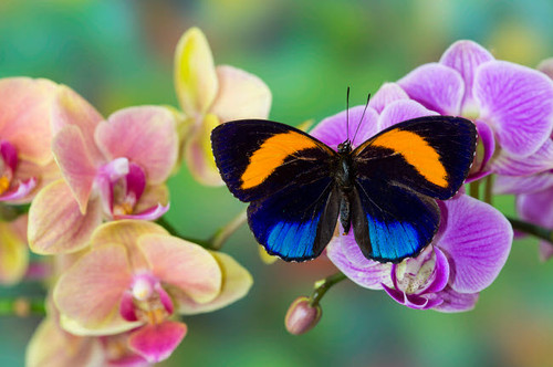 Moth orchid, Phalaenopsis and Asterope davisi butterfly Poster Print by Darrell Gulin (24 x 18) # US48DGU1743