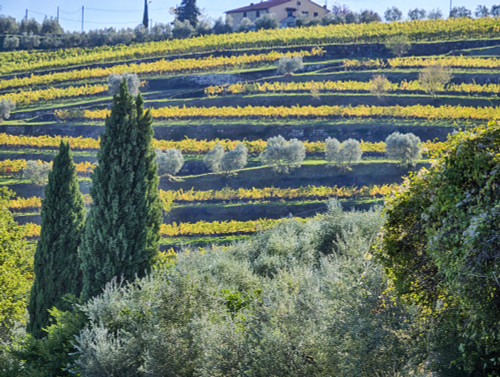 Italy, Tuscany. Autumn vineyards near the town of Panzano Poster Print by Terry Eggers - Item # VARPDDEU16TEG1575