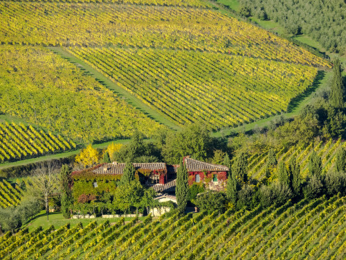 Italy, Tuscany. Autumn vineyards near the town of Panzano Poster Print by Terry Eggers - Item # VARPDDEU16TEG1576
