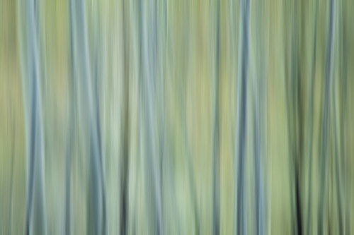 USA, Colorado, San Juan Mountains. Aspen tree abstract. Poster Print by Jaynes Gallery - Item # VARPDDUS06BJY1192