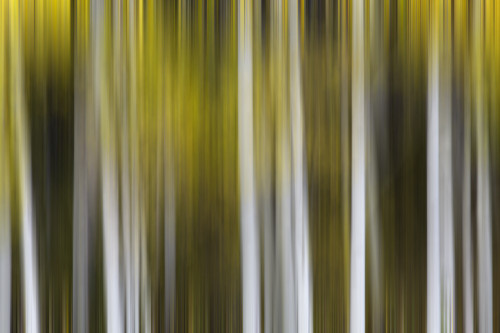 USA, Colorado, San Juan Mountains. Aspen tree abstract. Poster Print by Jaynes Gallery - Item # VARPDDUS06BJY1194