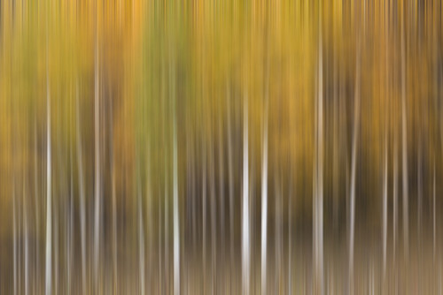 USA, Colorado, San Juan Mountains. Aspen tree abstract. Poster Print by Jaynes Gallery - Item # VARPDDUS06BJY1195