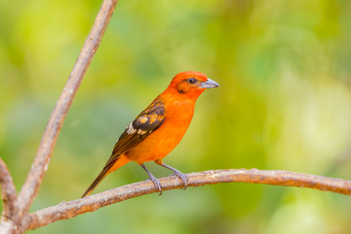 Central America, Costa Rica. Male flame-colored tanager. Poster Print by Jaynes Gallery - Item # VARPDDSA22BJY0064