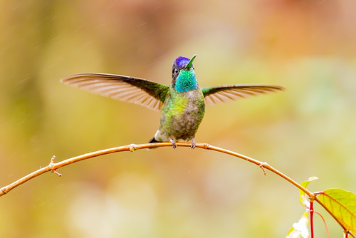Central America, Costa Rica. Male talamanca hummingbird. Poster Print by Jaynes Gallery - Item # VARPDDSA22BJY0085