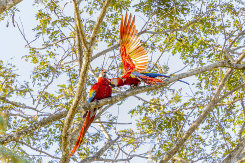 Central America, Costa Rica. Scarlet macaw pair in tree. Poster Print by Jaynes Gallery - Item # VARPDDSA22BJY0110