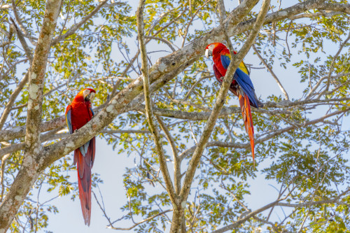 Central America, Costa Rica. Scarlet macaw pair in tree. Poster Print by Jaynes Gallery - Item # VARPDDSA22BJY0112
