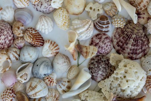 Collection of Seashells from Sanibel Island in Florida, USA Poster Print by Chuck Haney - Item # VARPDDUS10CHA0125