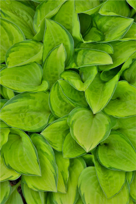 Lime green hosta, Chanticleer Garden, Wayne, Pennsylvania Poster Print by Darrell Gulin (18 x 24) # US39DGU0087
