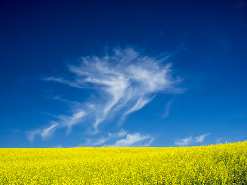 USA, Washington State, Palouse Region. Spring Canola field Poster Print by Terry Eggers - Item # VARPDDUS48TEG1259