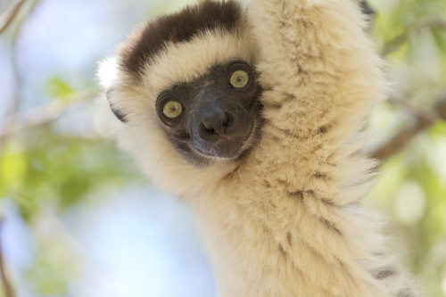 Madagascar, Berenty Reserve. Headshot of a Verreaux's sifaka. Poster Print by Ellen Goff - Item # VARPDDAF24EGO0113