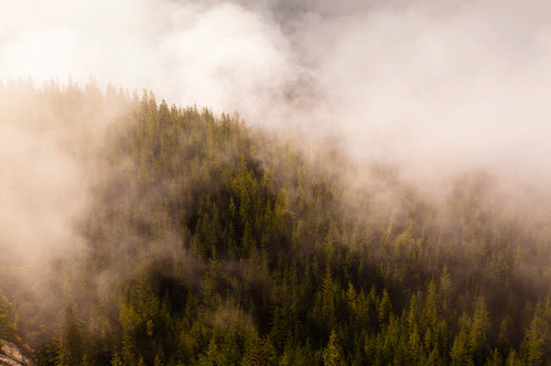 Mist over the trees in Squamish, British Columbia, Canada Poster Print by Kristin Piljay (24 x 18) # CN02KPI0021