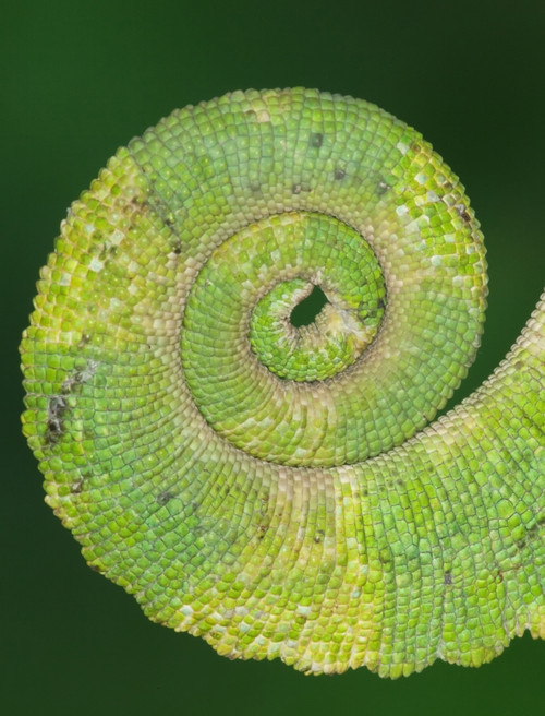 USA, California. Close-up of tail of Jackson's chameleon. Poster Print by Jaynes Gallery - Item # VARPDDUS05BJY1353