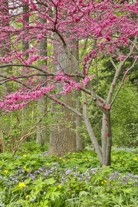USA, Delaware, Hockessin. Flowering dogwood in the forest Poster Print by Hollice Looney - Item # VARPDDUS08HLL0010