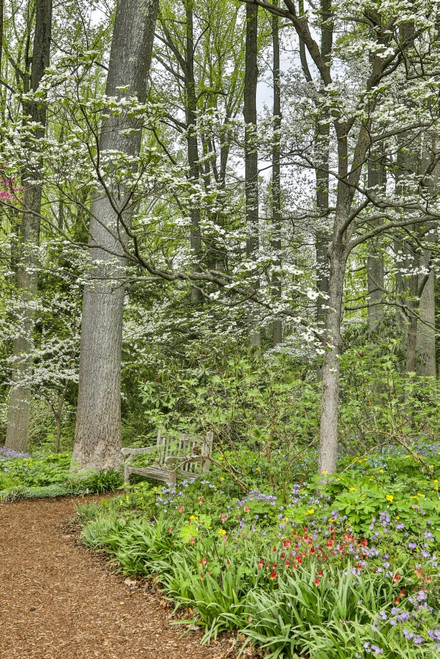 USA, Delaware, Hockessin. Flowering dogwood in the forest Poster Print by Hollice Looney - Item # VARPDDUS08HLL0011