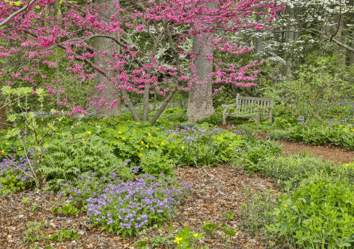 USA, Delaware, Hockessin. Flowering dogwood in the forest Poster Print by Hollice Looney - Item # VARPDDUS08HLL0013
