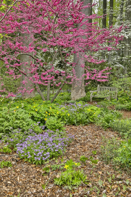 USA, Delaware, Hockessin. Flowering dogwood in the forest Poster Print by Hollice Looney - Item # VARPDDUS08HLL0037