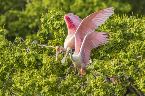 USA, Louisiana, Vermilion Parish. Roseate spoonbill pair.  Poster Print by Jaynes Gallery - Item # VARPDDUS19BJY0248