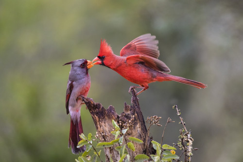 Northern cardinal and Pyrrhuloxia males fighting for a perch. Poster Print by Larry Ditto