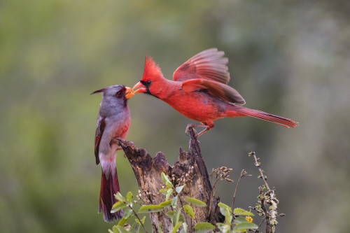 Northern cardinal and Pyrrhuloxia males fighting for a perch. Poster Print by Larry Ditto - Item # VARPDDUS44LDI2887