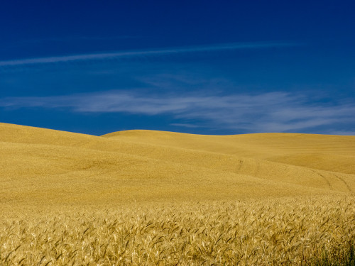 USA, Washington State, Palouse Region. Fields during harvest Poster Print by Terry Eggers - Item # VARPDDUS48TEG1299