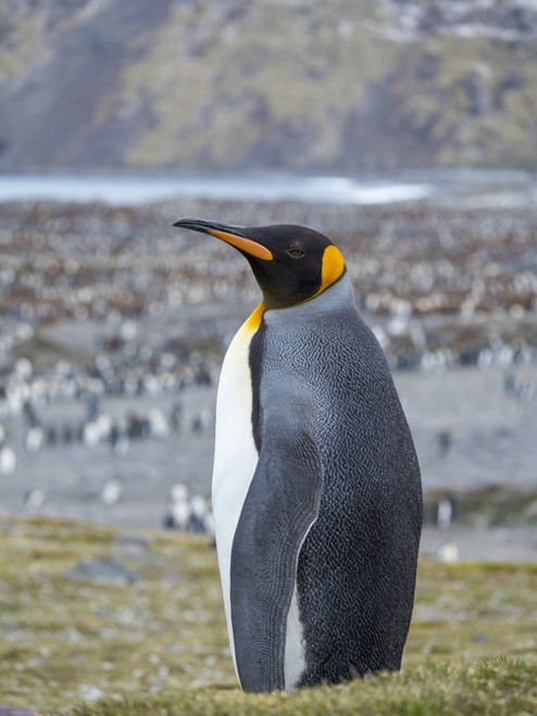 King Penguin rookery in St. Andrews Bay. South Georgia Island Poster Print by Martin Zwick - Item # VARPDDAN02MZW0248