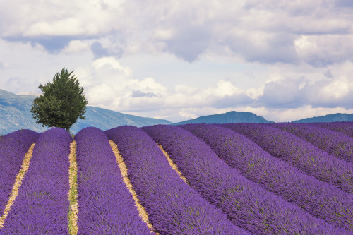 France, Provence. Lavender field in the Valensole Plateau.  Poster Print by Jaynes Gallery - Item # VARPDDEU09BJY0029