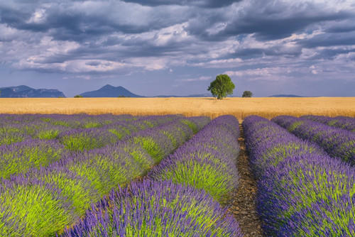 France, Provence. Lavender field in the Valensole Plateau.  Poster Print by Jaynes Gallery - Item # VARPDDEU09BJY0043