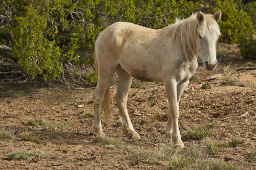 American Indian pony, Canyon de Chelly, Chinle, Arizona, USA Poster Print by Michel Hersen - Item # VARPDDUS03MHE0439