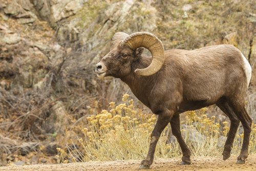 USA, Colorado, Waterton Canyon. Bighorn sheep ram close-up. Poster Print by Jaynes Gallery - Item # VARPDDUS06BJY1187