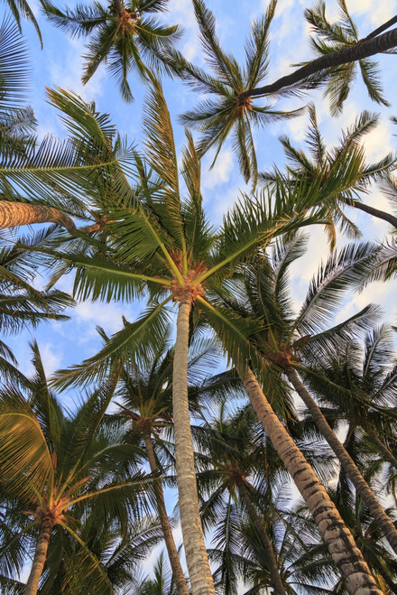 Anaeho'omalu Bay, Kohala Coast, Big Island, Hawaii, USA Poster Print by Stuart Westmorland - Item # VARPDDUS12SWR0339