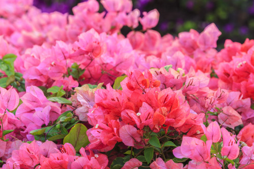 Anaeho'omalu Bay, Kohala Coast, Big Island, Hawaii, USA Poster Print by Stuart Westmorland - Item # VARPDDUS12SWR0340