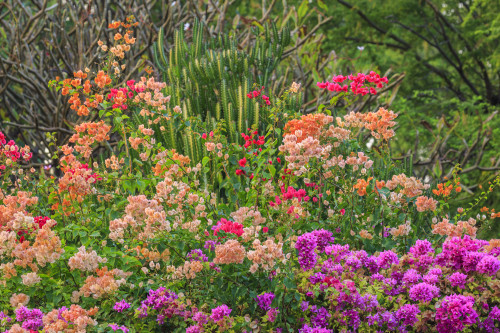 Anaeho'omalu Bay, Kohala Coast, Big Island, Hawaii, USA Poster Print by Stuart Westmorland - Item # VARPDDUS12SWR0343