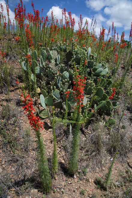 Standing cypress (Ipomopsis rubra) or Texas plume on roadside. Poster Print by Larry Ditto - Item # VARPDDUS44LDI2955