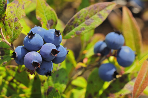 Canada, Ontario, Ear Falls. Close-up of blueberries on vine. Poster Print by Jaynes Gallery - Item # VARPDDCN08BJY0458 Canada, Ontario, Ear Falls. Close-up of blueberries on vine. Poster Print by Jaynes Gallery - Item # VARPDDCN08BJY0458