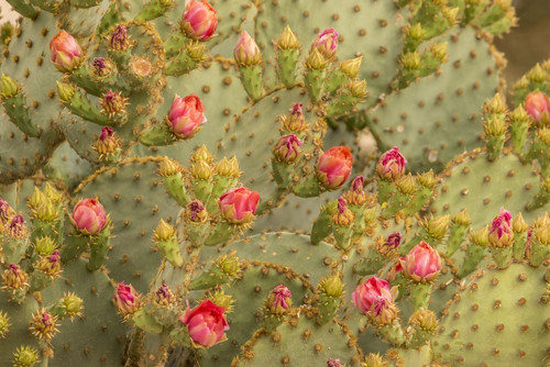 USA, Arizona, Sonoran Desert. Prickly pear cactus blossoms.  Poster Print by Jaynes Gallery - Item # VARPDDUS03BJY0557