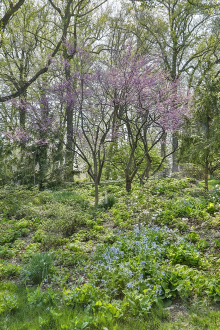 USA, Delaware, Wilmington. Flowering dogwood among bluebells Poster Print by Hollice Looney - Item # VARPDDUS08HLL0000