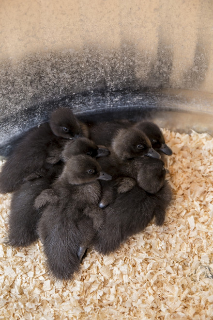 Cayuga ducklings huddled together under a heat lamp for warmth Poster Print by Janet Horton - Item # VARPDDUS48JHO1046