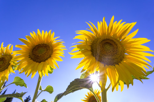 France, Provence, Valensole Plateau. Sunburst on sunflowers.  Poster Print by Jaynes Gallery - Item # VARPDDEU09BJY0032