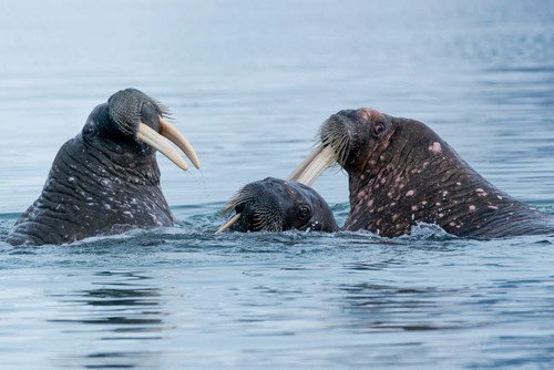Svalbard, Spitsbergen Three walrus playing together in the water Poster Print by Ellen Goff (24 x 18) # EU21EGO0290