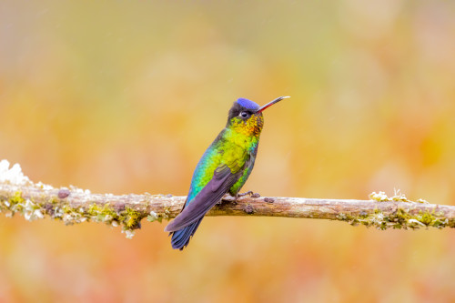 Central America, Costa Rica. Male fiery-throated hummingbird. Poster Print by Jaynes Gallery - Item # VARPDDSA22BJY0079