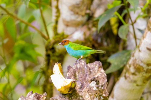 Central America, Costa Rica. Male bay-headed tanager feeding. Poster Print by Jaynes Gallery - Item # VARPDDSA22BJY0131