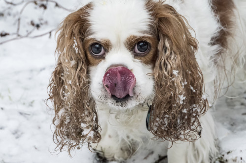 Issaquah, WA. Cavalier King Charles Spaniel hoping for a treat  Poster Print by Janet Horton - Item # VARPDDUS48JHO0038 Issaquah, WA. Cavalier King Charles Spaniel hoping for a treat  Poster Print by Janet Horton - Item # VARPDDUS48JHO0038