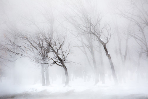 Trees along frozen Lake Kussharo. Winter snow with mist rising. Poster Print by Darrell Gulin - Item # VARPDDAS15DGU0122