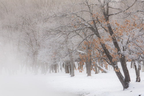 Trees along frozen Lake Kussharo. Winter snow with mist rising. Poster Print by Darrell Gulin - Item # VARPDDAS15DGU0133