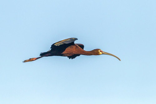 USA, Louisiana, Evangeline Parish, white-faced ibis in flight  Poster Print by Jaynes Gallery