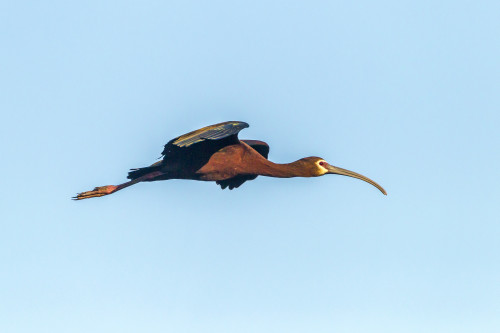 USA, Louisiana, Evangeline Parish, white-faced ibis in flight  Poster Print by Jaynes Gallery - Item # VARPDDUS19BJY0170