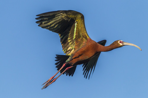 USA, Louisiana, Evangeline Parish, white-faced ibis in flight  Poster Print by Jaynes Gallery - Item # VARPDDUS19BJY0174