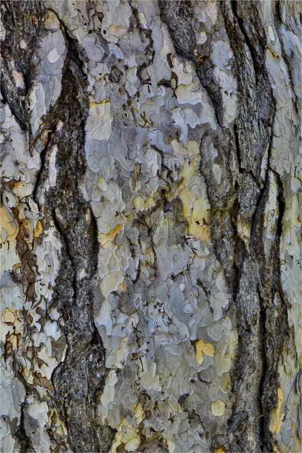 Bark of a pine tree garden at Strathmore College, Pennsylvania Poster Print by Darrell Gulin (18 x 24) # US39DGU0032