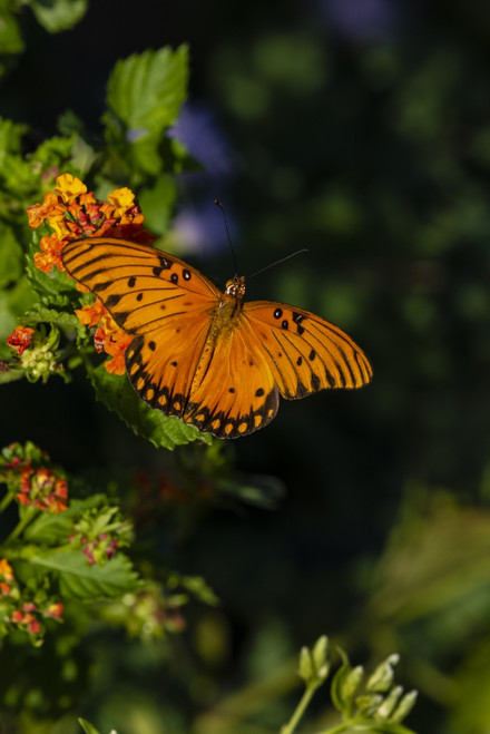 Gulf Fritillary (Agraulis vanillae) butterfly on Lantana flowers. Poster Print by Larry Ditto